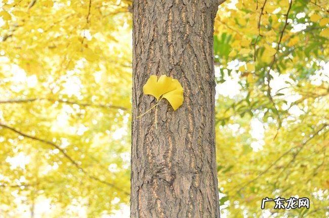 赞美银杏树的美句 【抖音文案】有关银杏树的美句