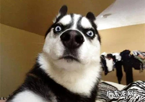 怎样改正金毛喜爱扑人的不良习惯