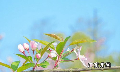 描写春天的优美短句摘抄 【抖音文案】描写春天的优美短句