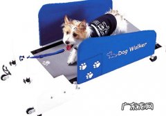 怎样训练小狗在家用跑步机上慢跑