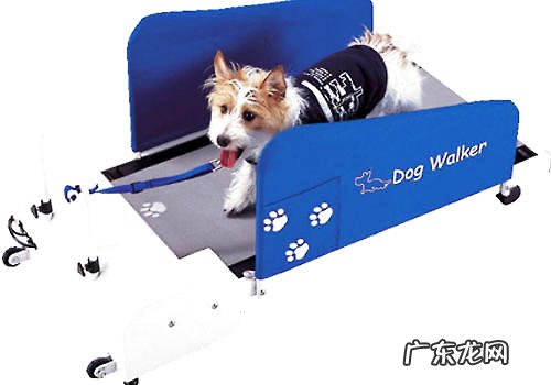 怎样训练小狗在家用跑步机上慢跑