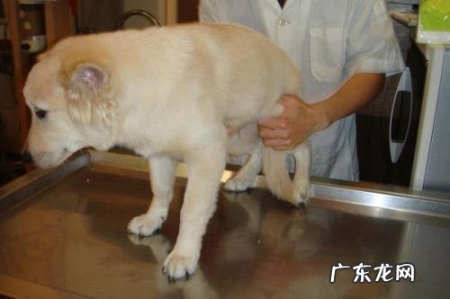 狗狗骨折之后，作为宠主的大伙儿一定要那般做！