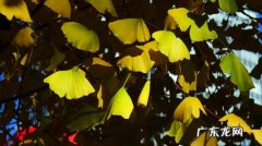 描写银杏黄叶的诗句古诗 【抖音文案】有关银杏黄叶的古诗句