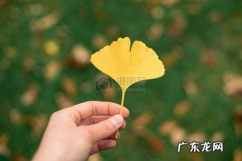 描写银杏黄叶的诗句古诗 【抖音文案】有关银杏黄叶的古诗句