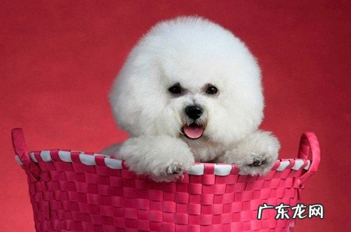 狗狗口臭该怎么办,还能治吗!