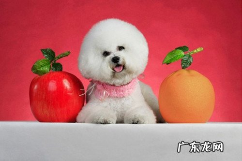 狗狗口臭该怎么办,还能治吗!