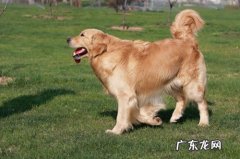 金毛狗狗前腿没有受伤但是有点瘸