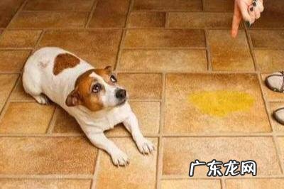 别忽视小狗的椎间盘难点，无形中这类行为害了狗，主人家别粗心大意