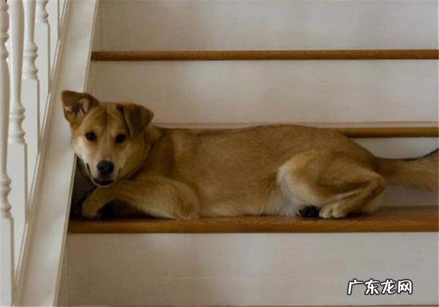 别忽视小狗的椎间盘难点，无形中这类行为害了狗，主人家别粗心大意