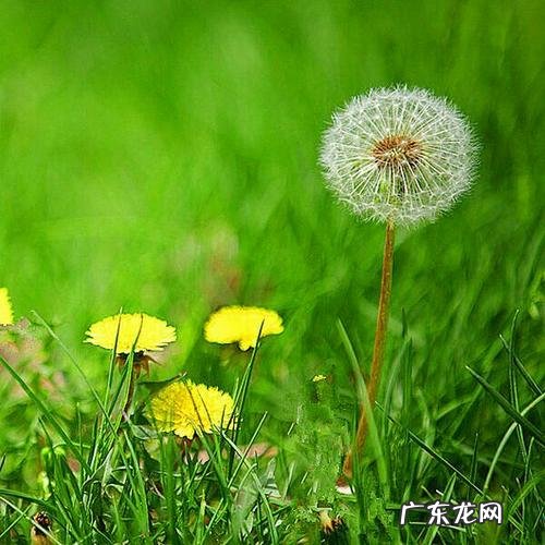 描写蒲公英的优美句子要有修辞 【抖音文案】蒲公英描写优美的句子