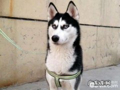 狗狗生气不能轻视