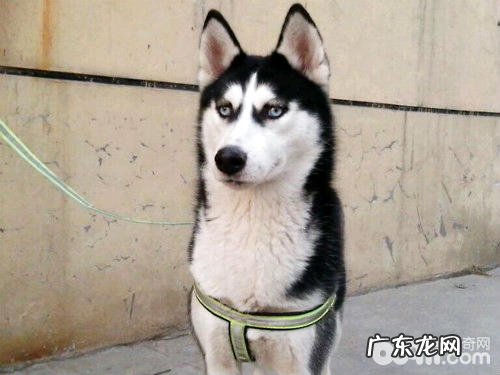 狗狗生气不能轻视