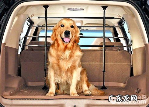 带狗狗自驾游需要注意什么