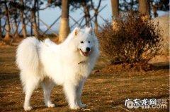 爱斯基摩犬如何训练