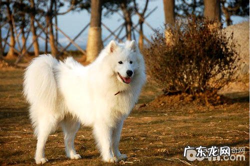 爱斯基摩犬如何训练