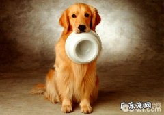 金毛训练不要过多夸奖