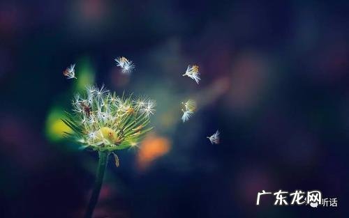 关于蒲公英的唯美句子 【抖音文案】喜欢蒲公英的句子