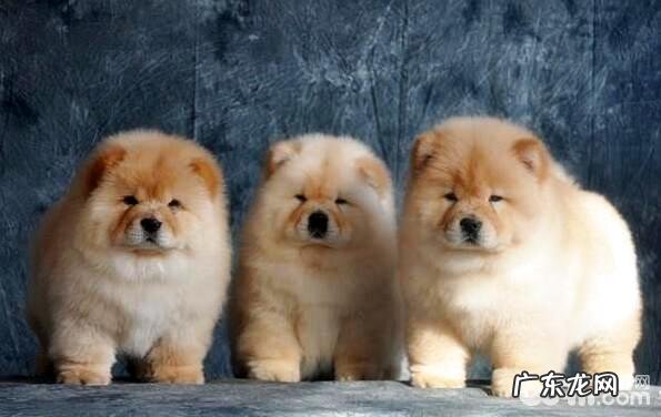 如何选择一只能训炼的松狮幼犬