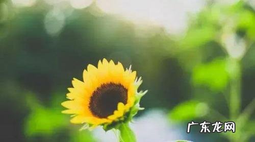 描写冬天早晨的优美句子 【抖音文案】描写早晨的好句子