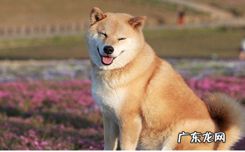 狗狗牙齿黄嘴巴臭,狗狗牙齿口水很臭是什么原因?