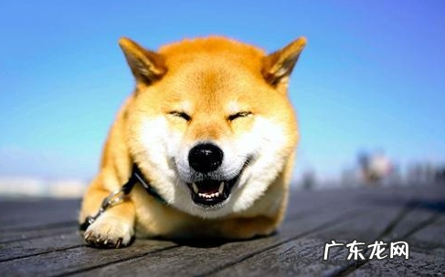 狗狗牙齿黄嘴巴臭,狗狗牙齿口水很臭是什么原因?