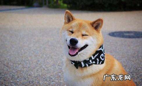 狗狗牙齿黄嘴巴臭,狗狗牙齿口水很臭是什么原因?