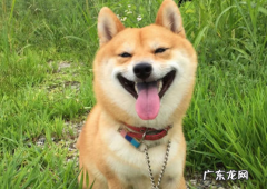 小狗最近几天嘴巴突然好臭