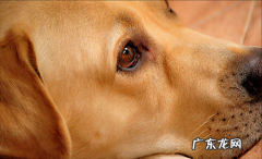 小狗单眼流泪咋回事