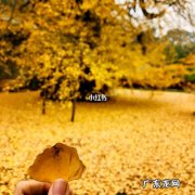 银杏唯美句子秋天 【抖音文案】千年古刹银杏唯美句子