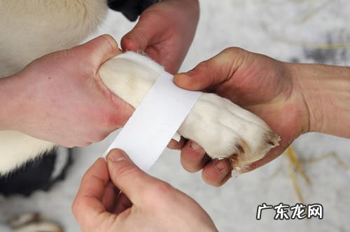 小狗皮肤抓烂了涂什么药膏