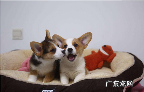 小狗皮肤抓烂了涂什么药膏