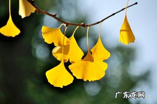 【抖音文案】银杏叶的诗句最出名的