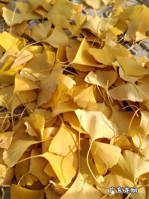 【抖音文案】银杏叶的诗句最出名的