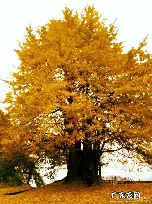 看到银杏树结果心情说说 【抖音文案】银杏树的短句子说说心情