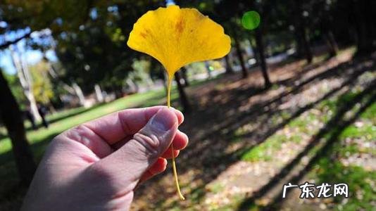 看到银杏树结果心情说说 【抖音文案】银杏树的短句子说说心情