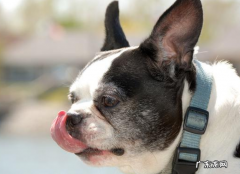 斗牛犬口臭怎么办