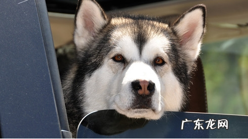 阿拉斯加犬幼狗臭应该怎么办?阿拉斯加犬幼狗嘴臭