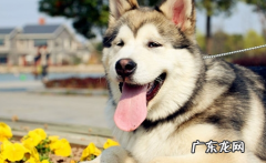 阿拉斯加犬幼狗臭应该怎么办？阿拉斯加犬幼狗嘴臭