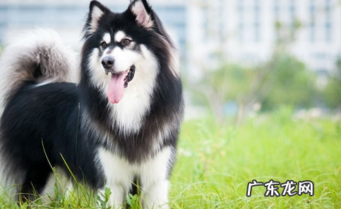 阿拉斯加犬幼狗臭应该怎么办?阿拉斯加犬幼狗嘴臭