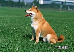 柴犬腹泻要吃啥