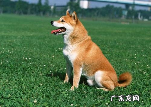 柴犬腹泻要吃啥