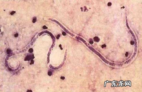 柴犬腹泻要吃啥