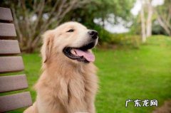 小狗牙龈肿胀流囗水