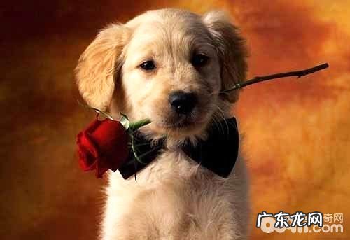 宠物培训方式 有什么？宠物培训方法