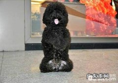 小泰迪怎么训练