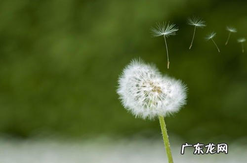 描写蒲公英花朵的优美句子 【抖音文案】描写蒲公英外貌的优美句子