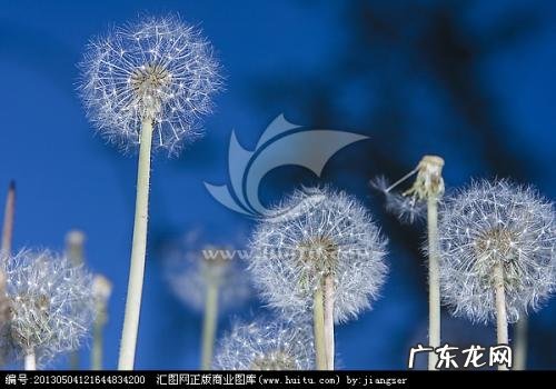 描写蒲公英花朵的优美句子 【抖音文案】描写蒲公英外貌的优美句子