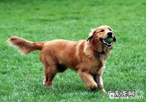 金毛怎么训练？教你四招