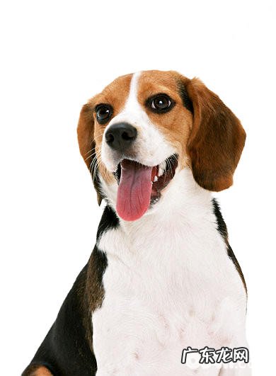 训炼比熊犬服药的方式