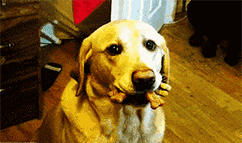 疫情期限内不出门，还务必每一月给狗狗驱虫吗？